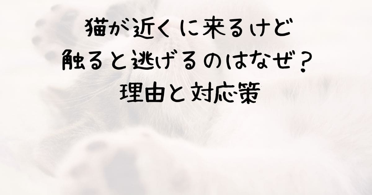 猫が近くに来るけど触ると逃げるのはなぜ？理由と対応策